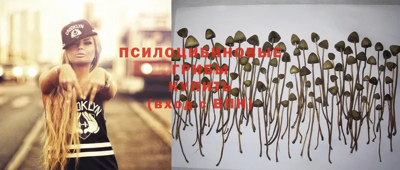 Галлюциногенные грибы Psilocybine cubensis  как найти   Новомосковск 